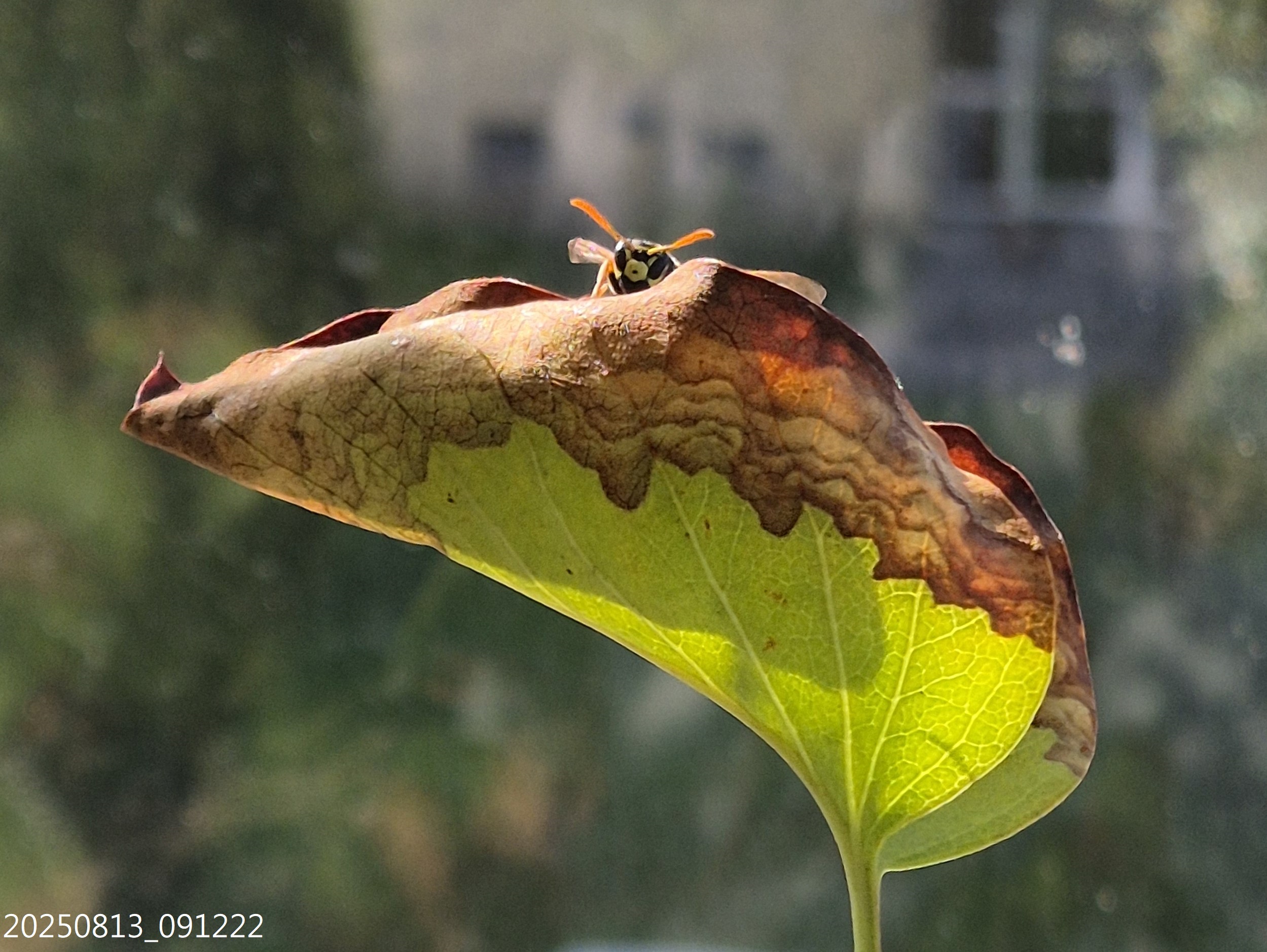 AP_2025_158
