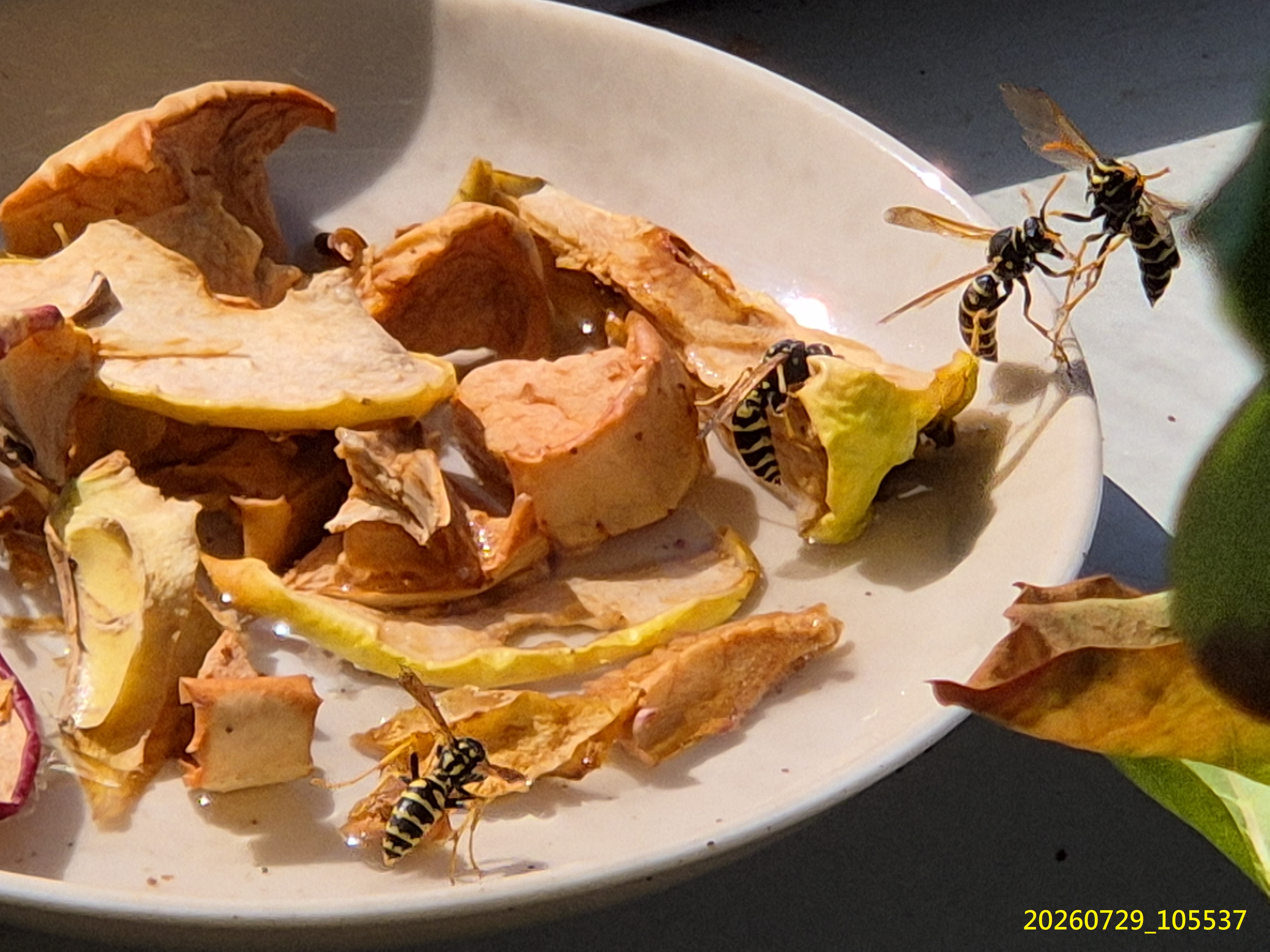 Aug_2026_106