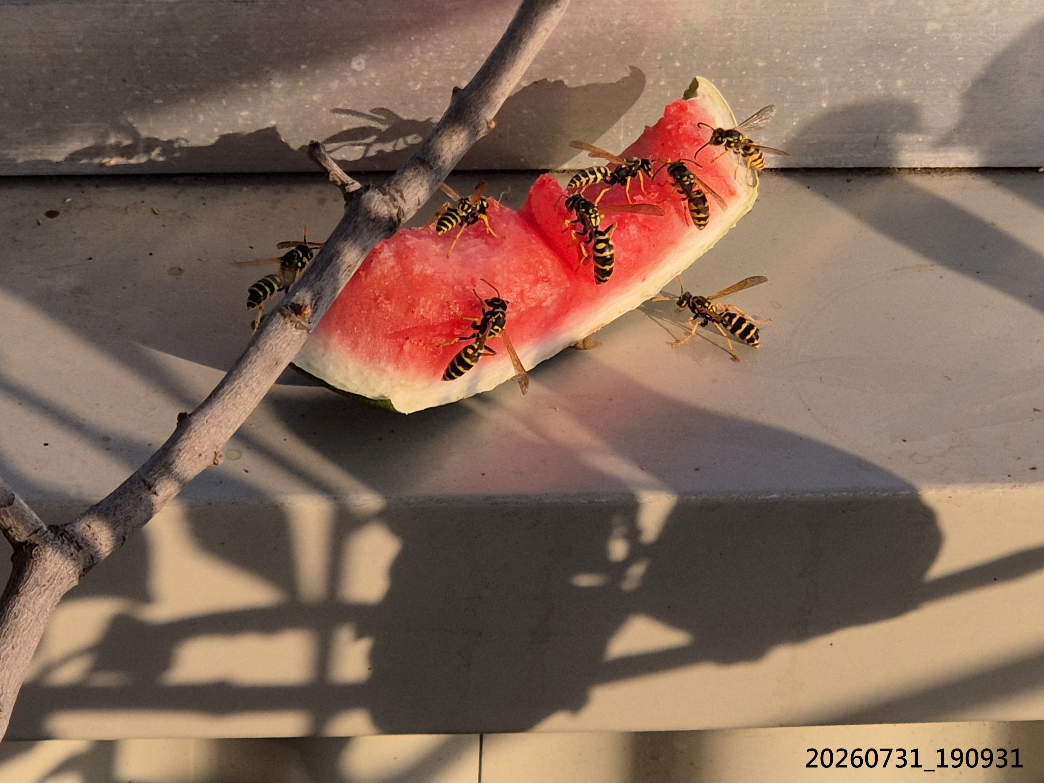 Aug_2026_110