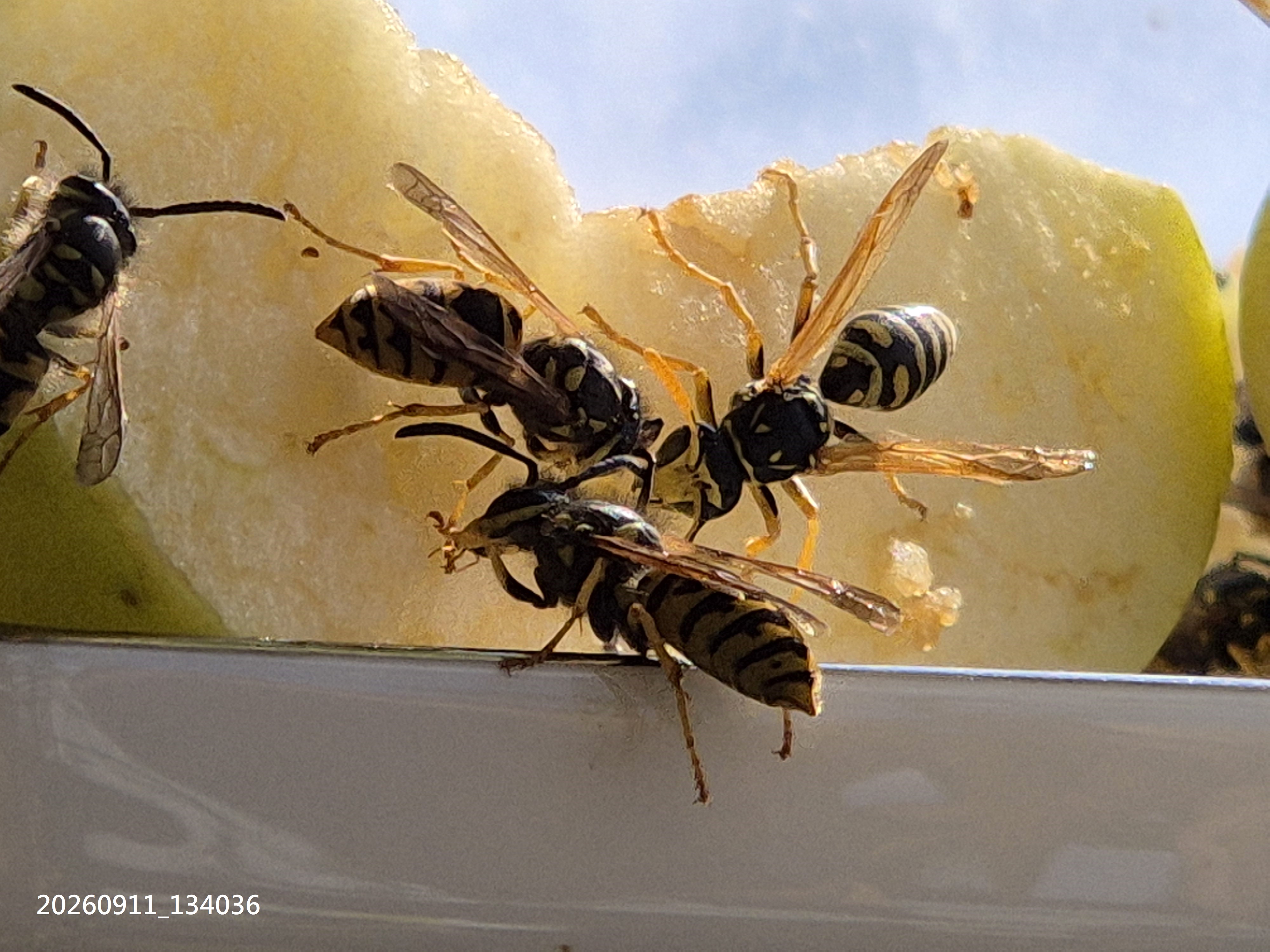 Sep_2026_39