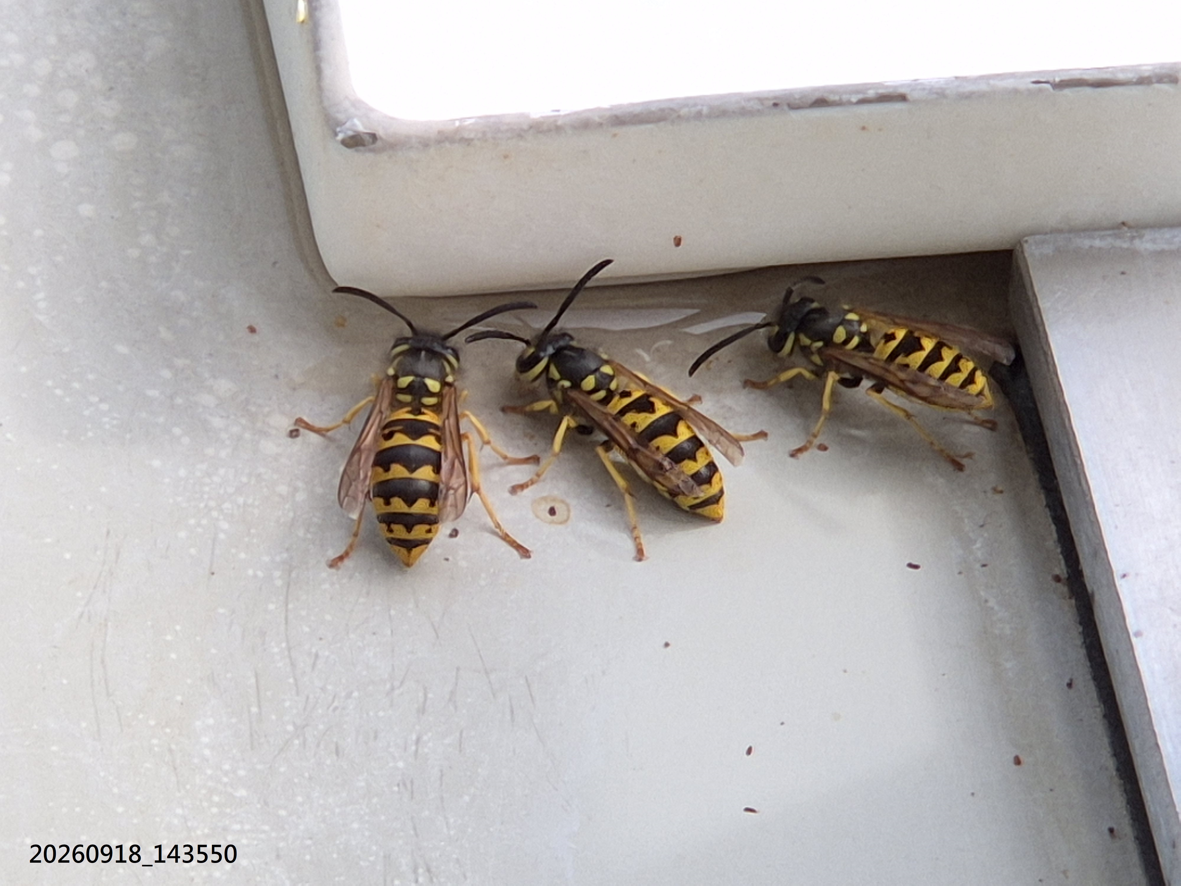 Sep_2026_53