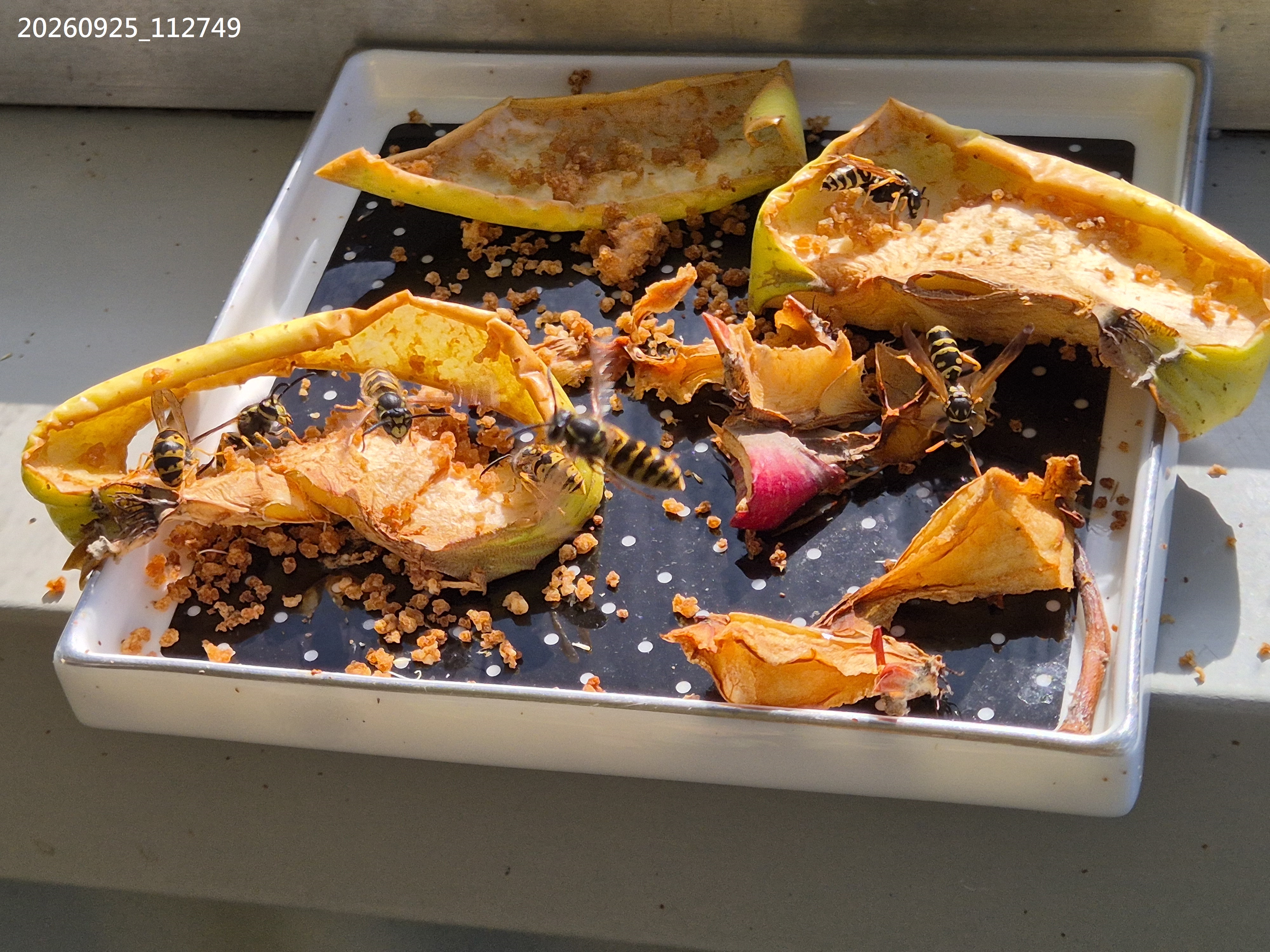 Sep_2026_61